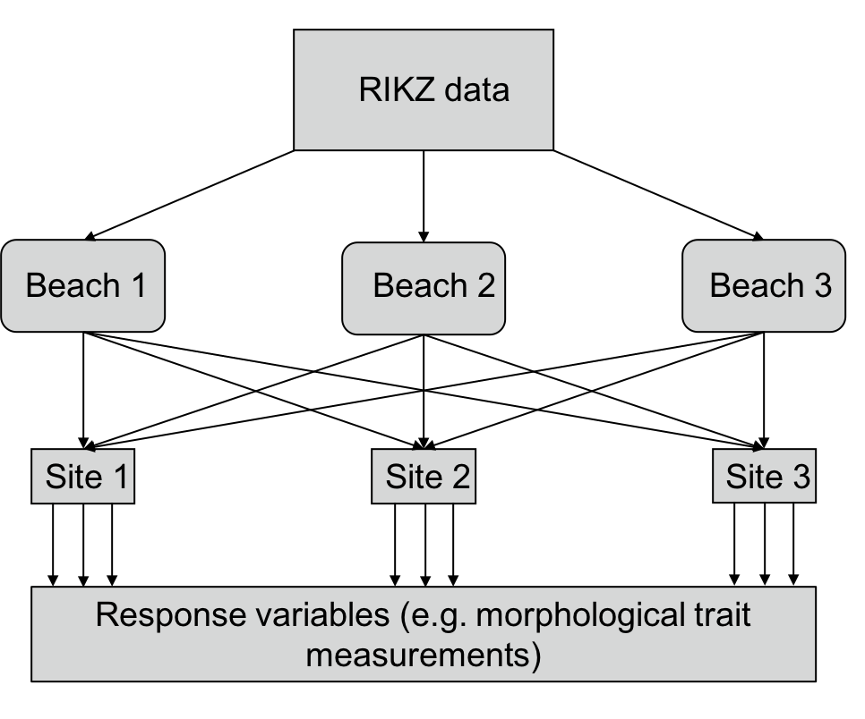 Figure 3: Diagrammatic representation of what the RIKZ dataset would look like if it were fully crossed (i.e. if every site occurred on every beach)