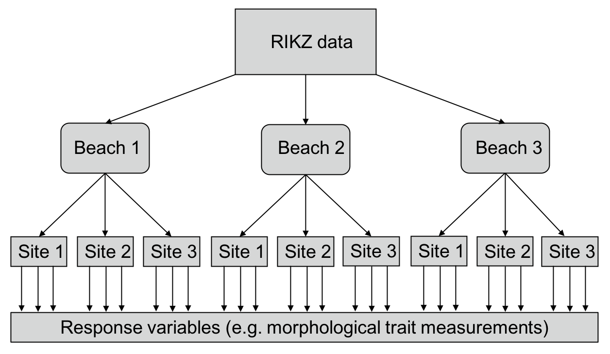 Figure 2: Diagrammatic representation of what the RIKZ data would look like if it were more deeply nested (i.e. if each site had multiple samples taken.)